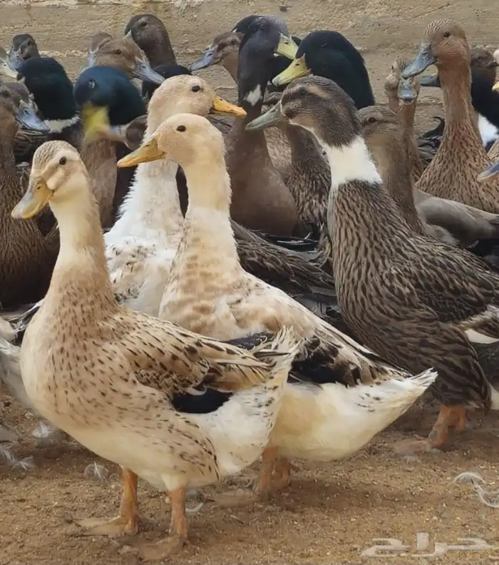 Local geese or Bulgarian hybrid geese Muscovy duck Egyptian  5