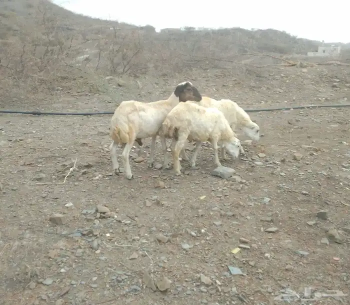 خرفان تضحي 5