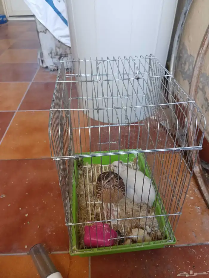 Quail birds for sale 1