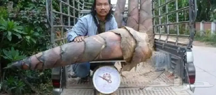 Nan Thailand Bamboo Seedlings 6