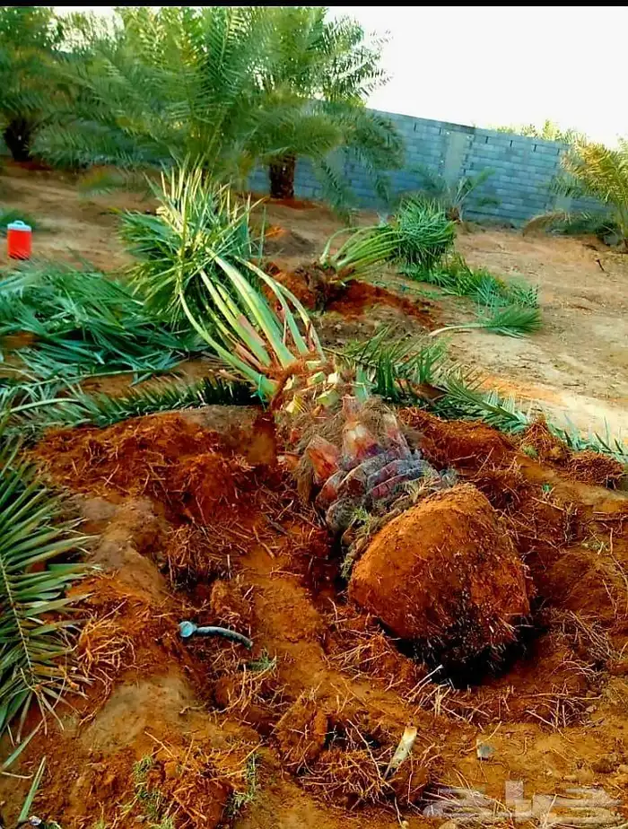 نخل مثمر نقايل اخلاص سكري برحي صقعي شيشي هلالي مجدول واشنطني 2