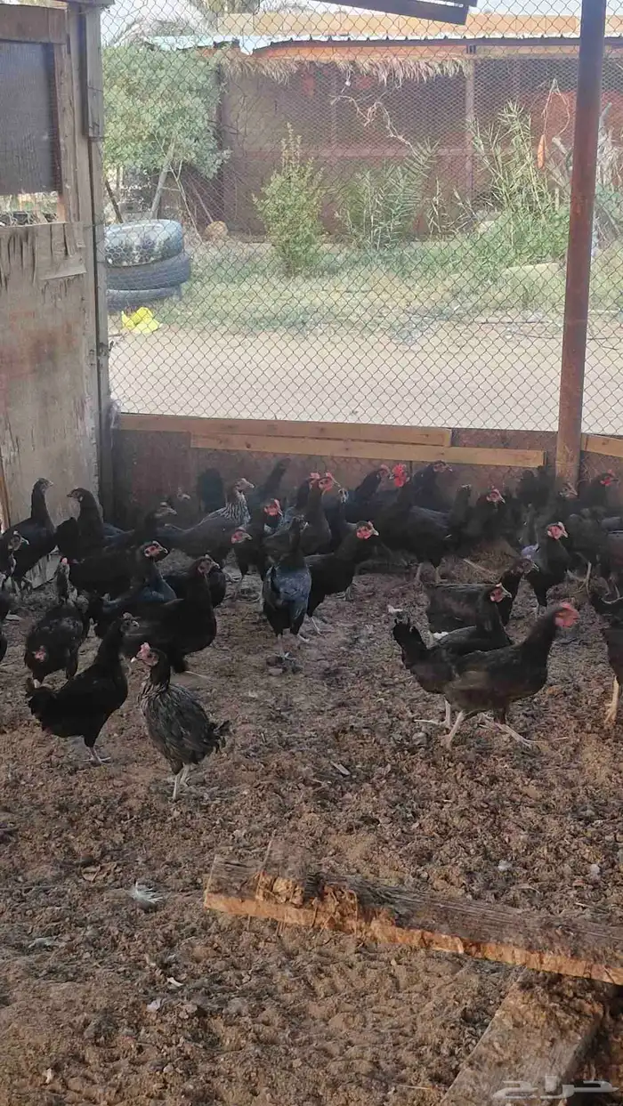 دجاج بلدي أسود بياض 4