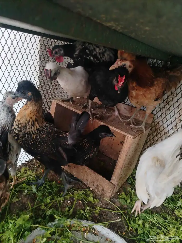 Local Chicken Abu Arfeen AlTaj 1