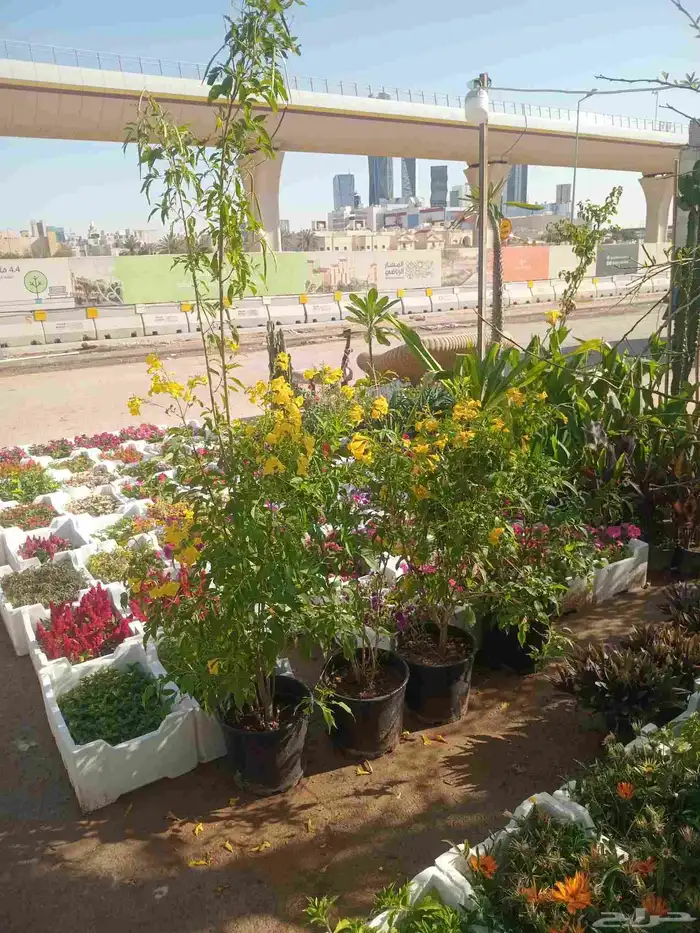 A plant in Riyadh AlRabea district my son planted it a pharm 2