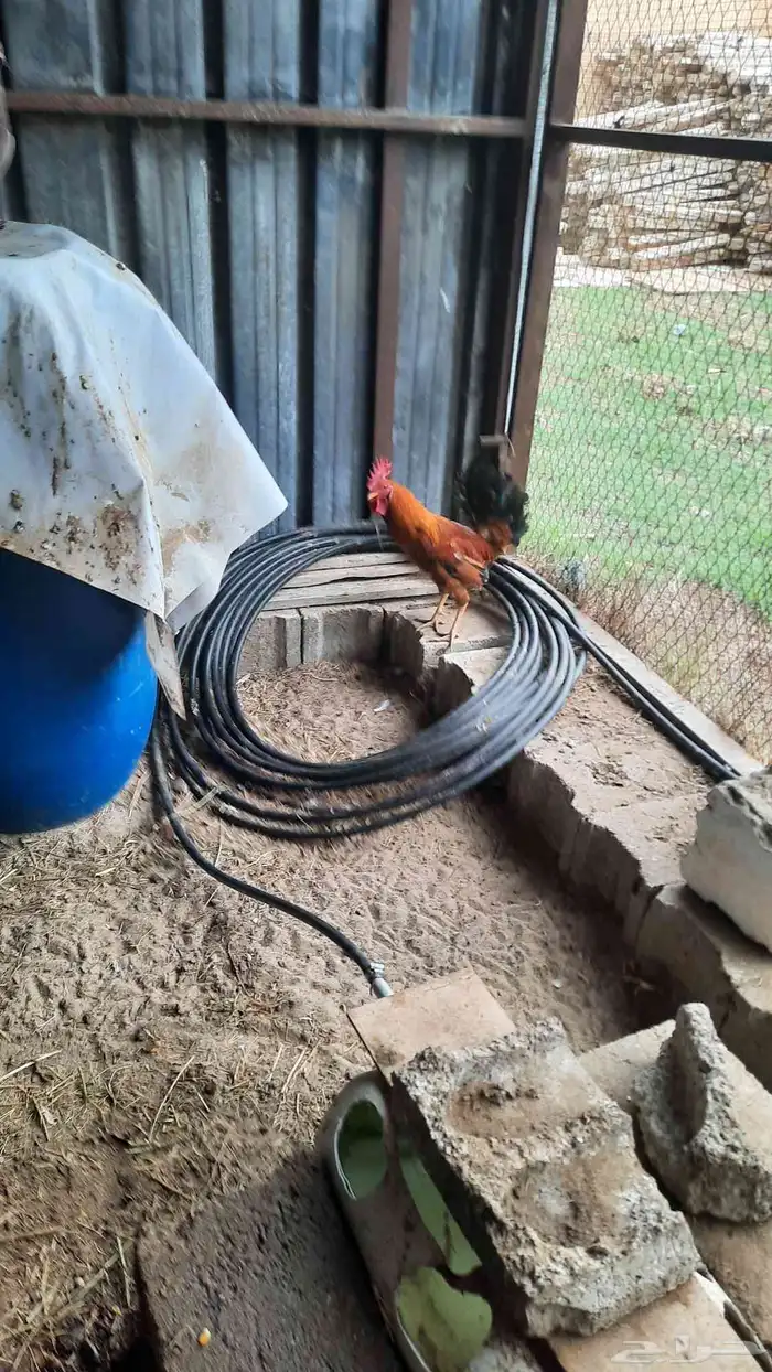 ديك بلدي للبيع 3