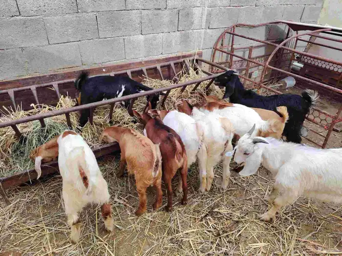 Goats and Ewes Quantity 10 1