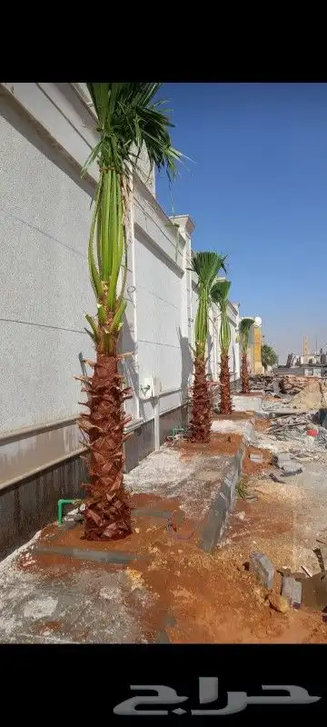 يوجد لدينا نخل واشنطني مروحي درجه اولى ونخل عربي 5