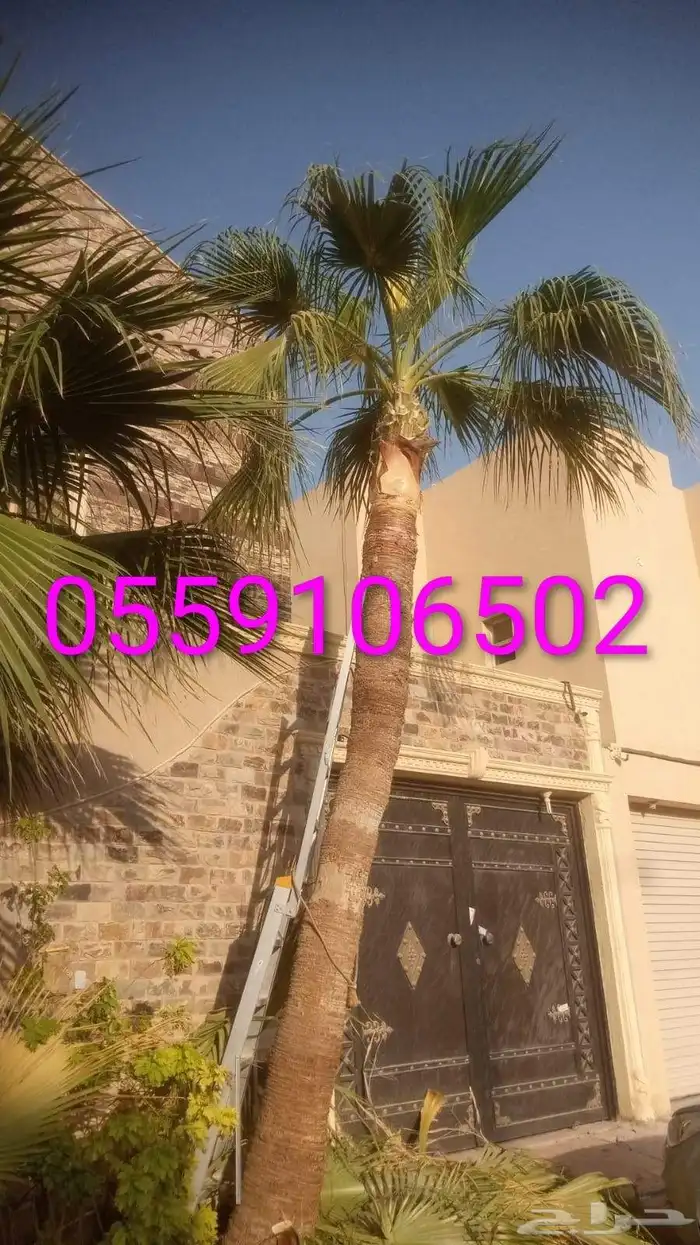 Pruning Washington slender cleans Grace bow tree 3