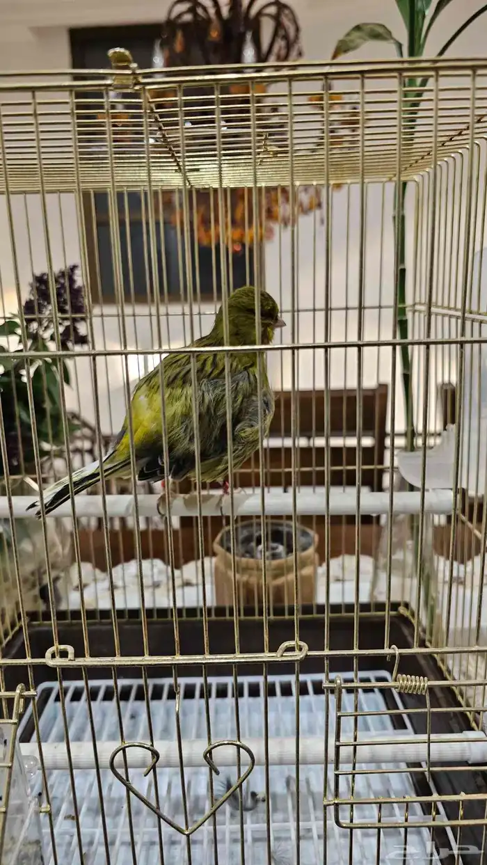 Male Canary 9