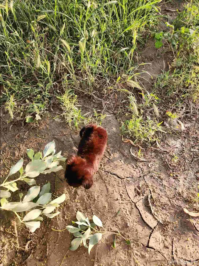 كلب مالتيبو بحجم اصبع اليد للبيع 2