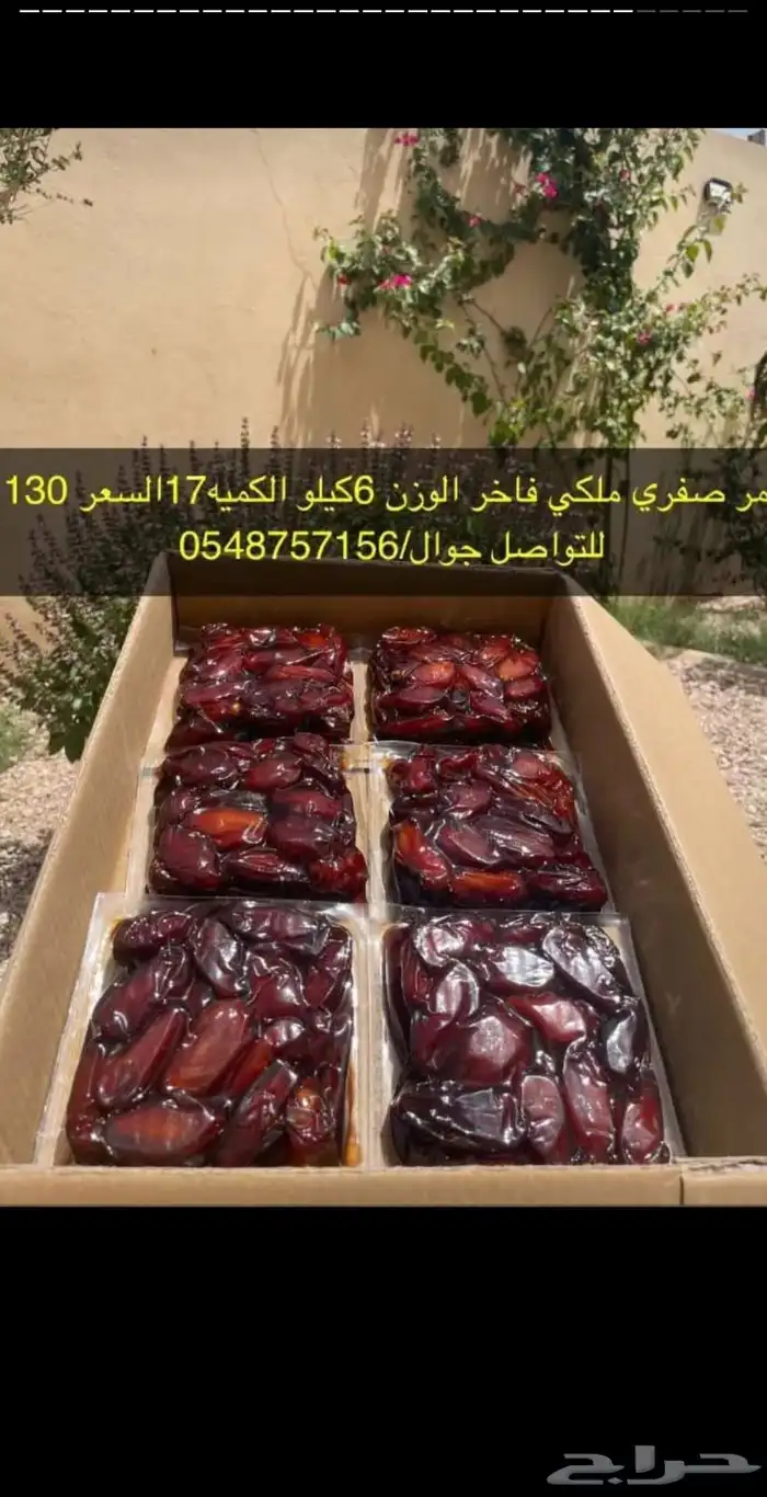 صفري بيشة 6