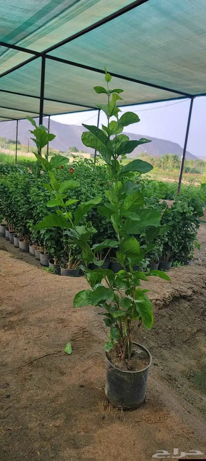 زراعة الأشجار 2