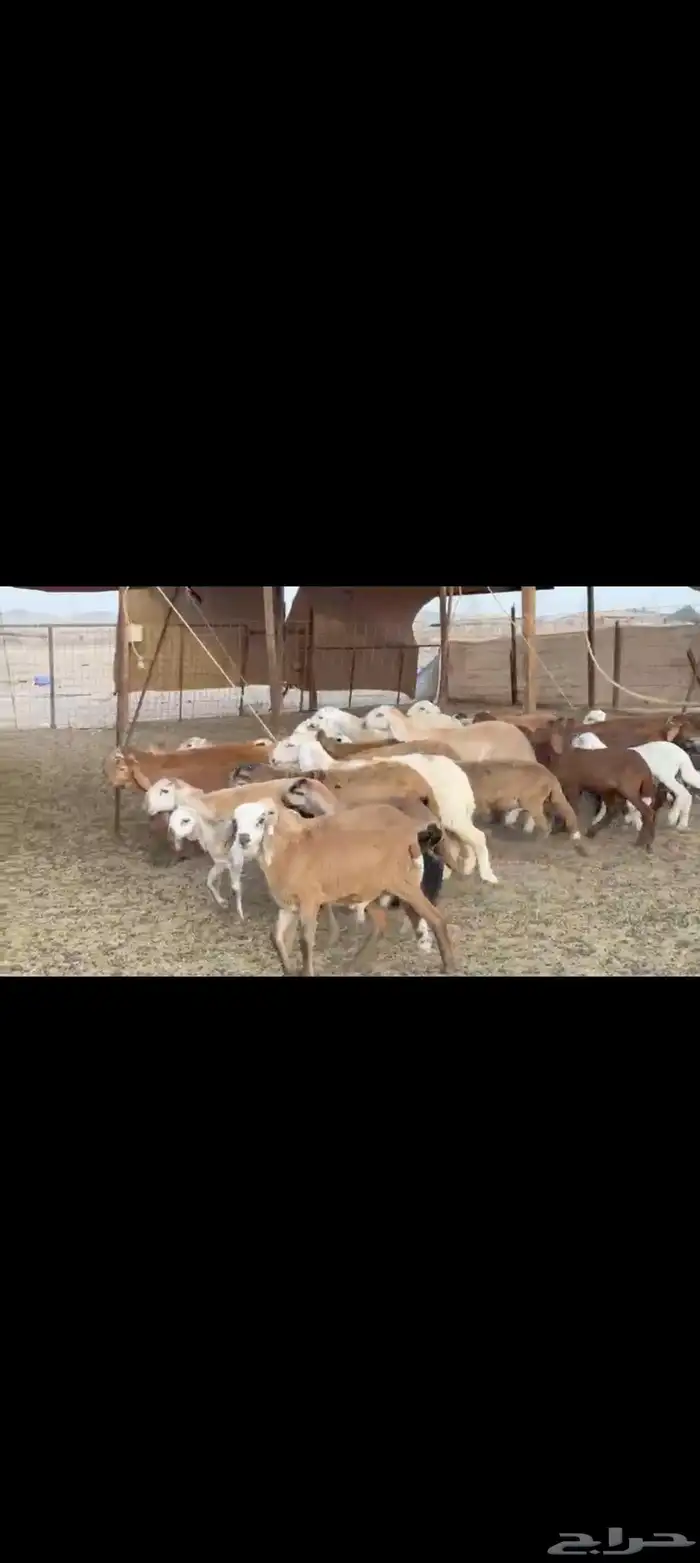 غنم سواكني خالفات 48تحتها 47 معاها فحل 1