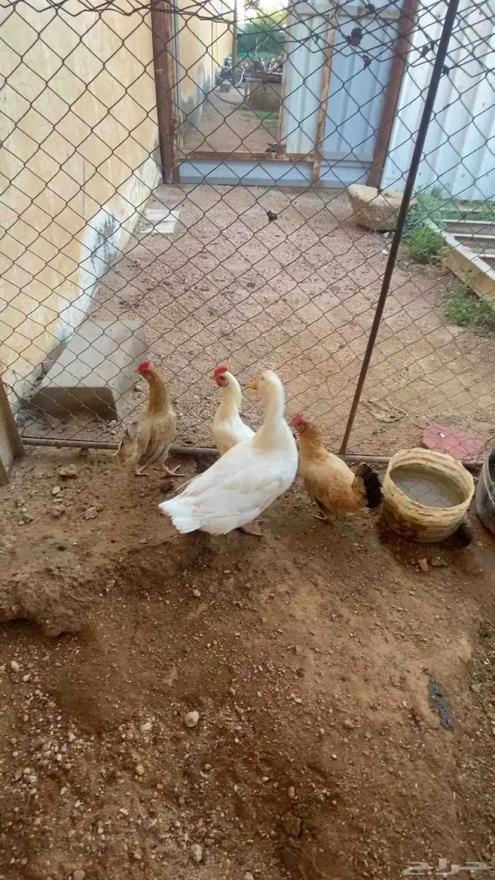 For sale Local chickens 2