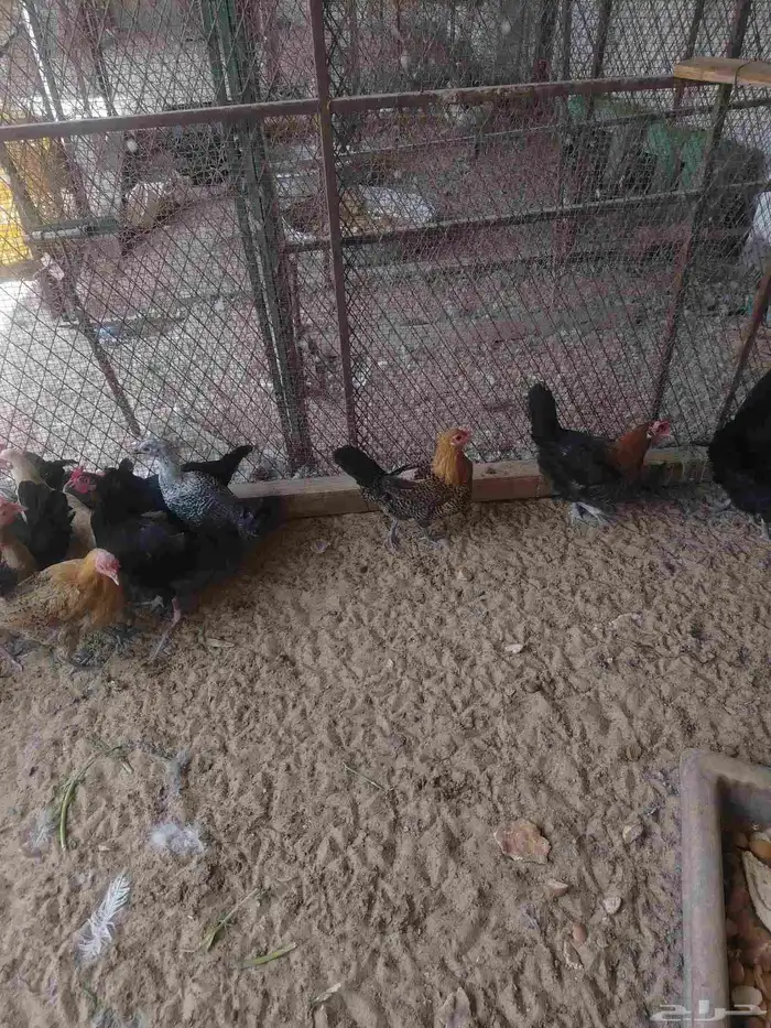 Local laying hens and chicks 8