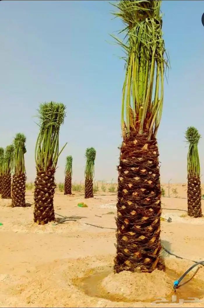 Fruitful palm trees Naqail Jathayth Ikhlas Sukari Sokai Shis 2