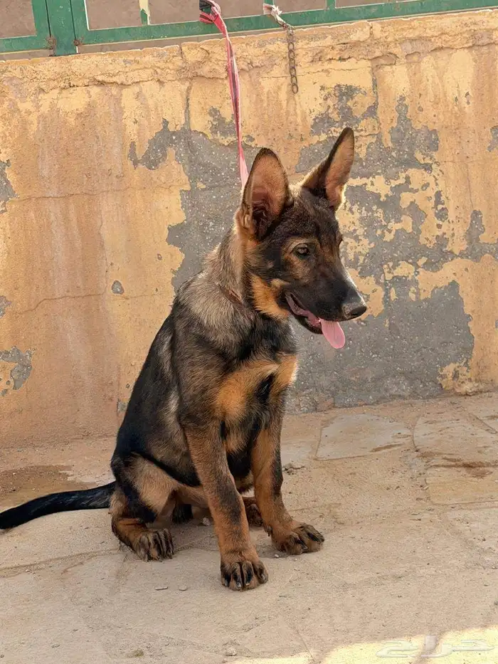 German Shepherd dogs for guarding 3