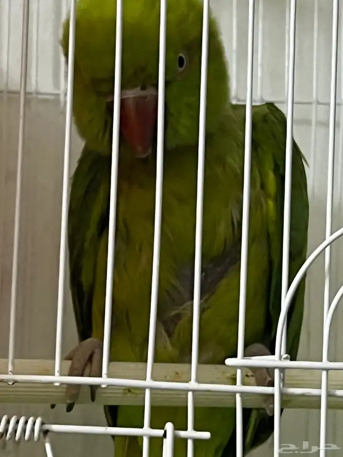 Parakeet Bird 3