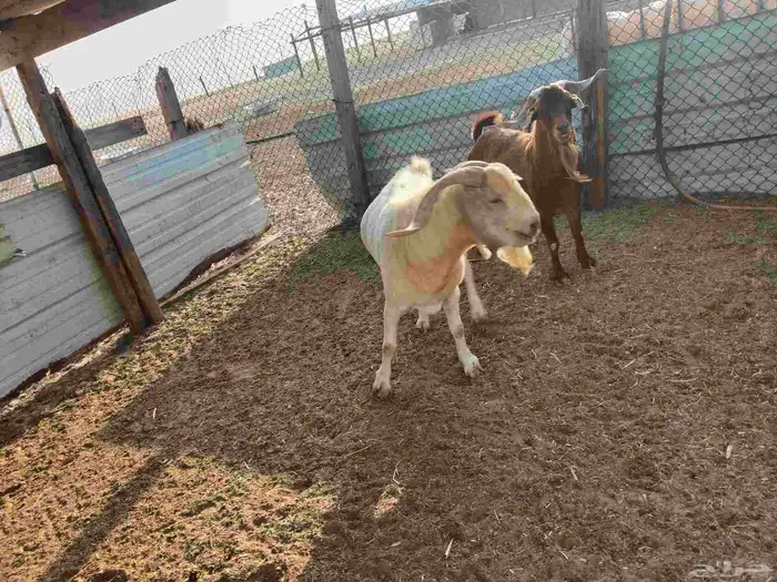 فحول كلهاري بورقيت 2