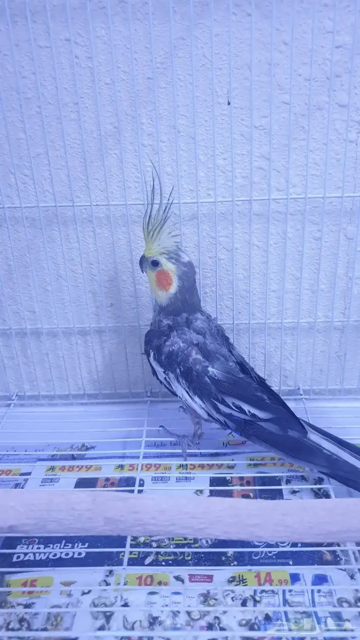 زوج كروان اليف 3