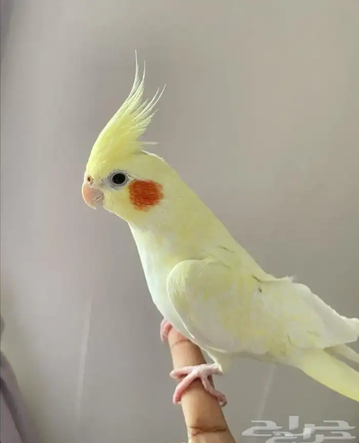 ببغاء كروان لاتينو اليف هدد نشبه ولعوب 2