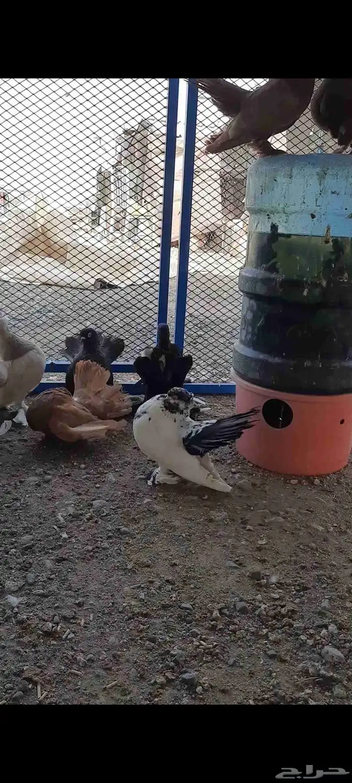 حمام كرنقو ورستوف 6