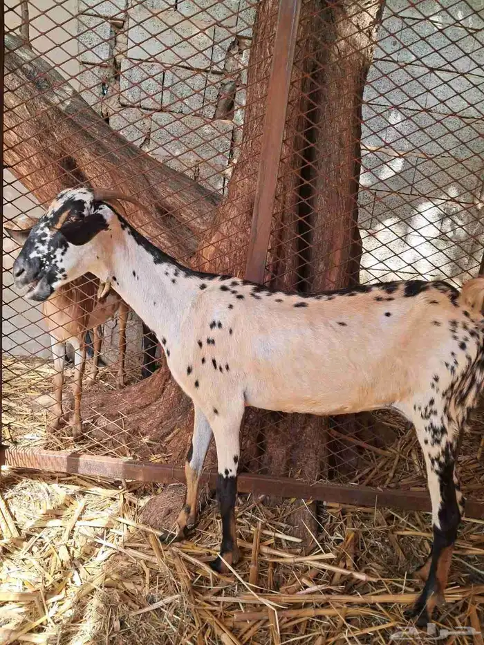 للبيع 5 ماعز 7