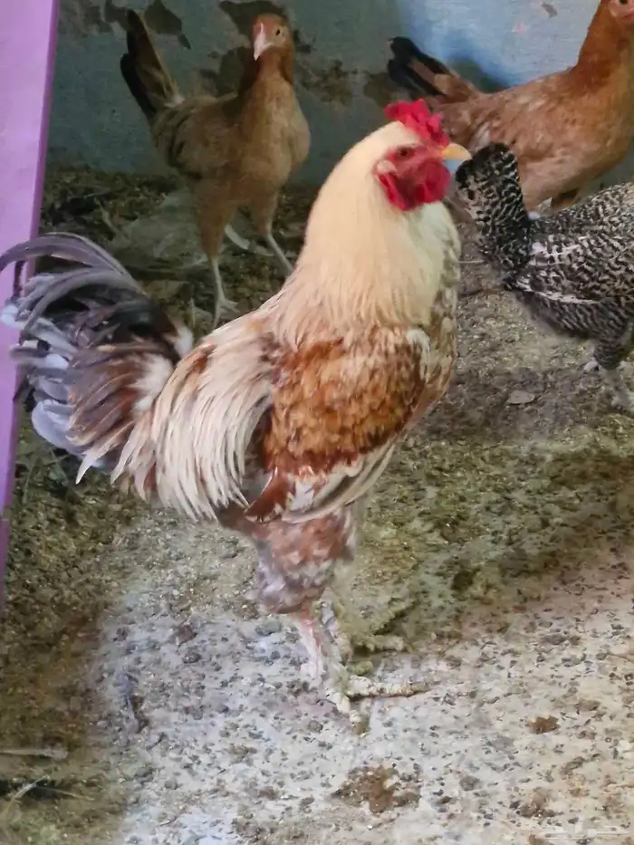 للبيع دجاج براهما بياض و ديوك 6