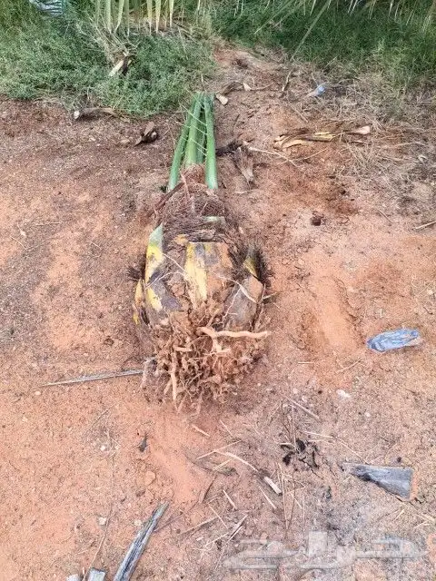 Uprooting and planting saplings 3