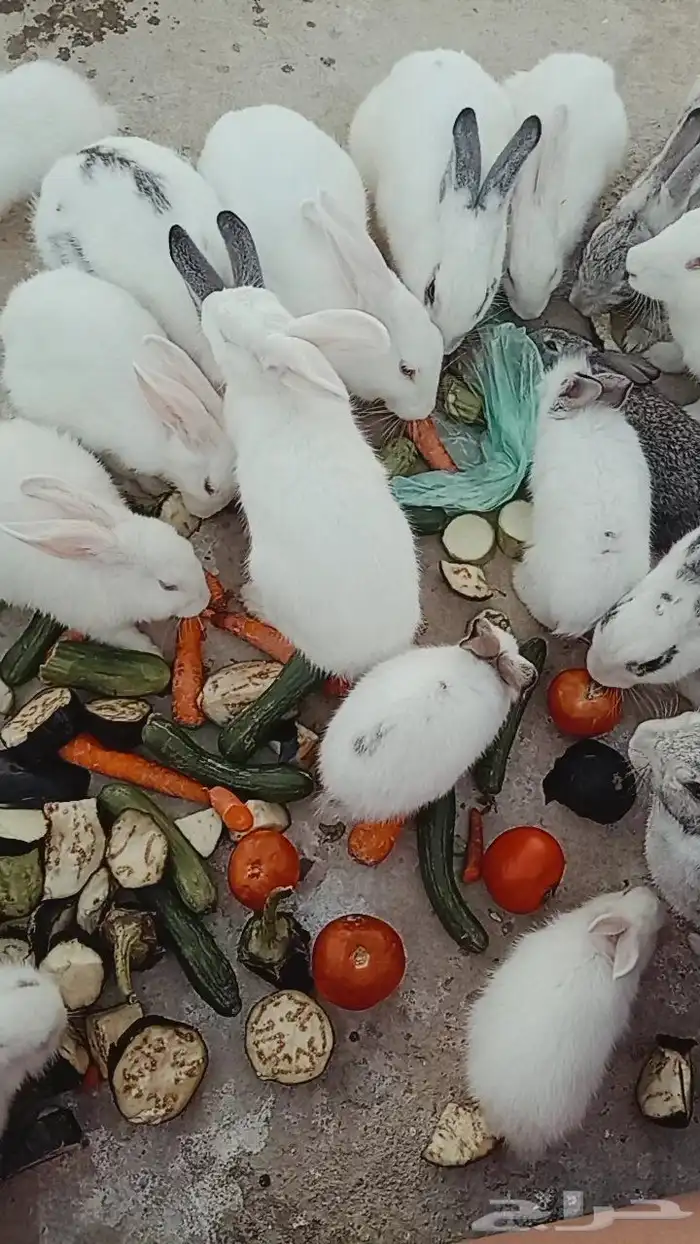 Rabbits for sale number 20 small and large location Abha 3