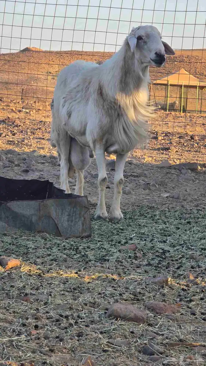 Purebred Ram Grade Not Mixed Breed 6