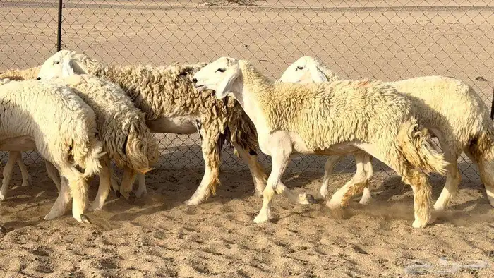غنم حريات رخال 8