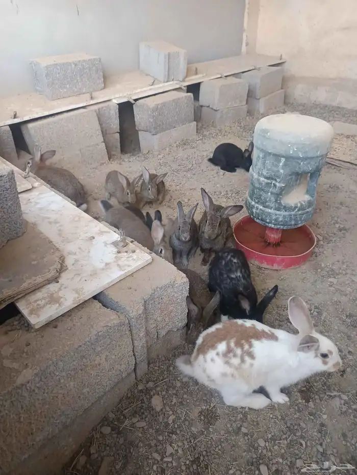 أرانب منتجة صحة واجرام طيبة 2