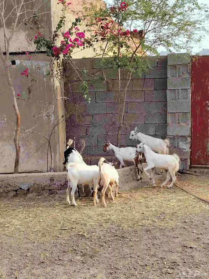 Goats and young goats for sale 5