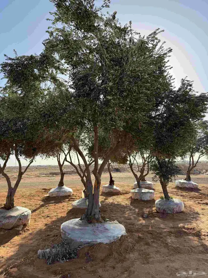 زيت الزيتون 8