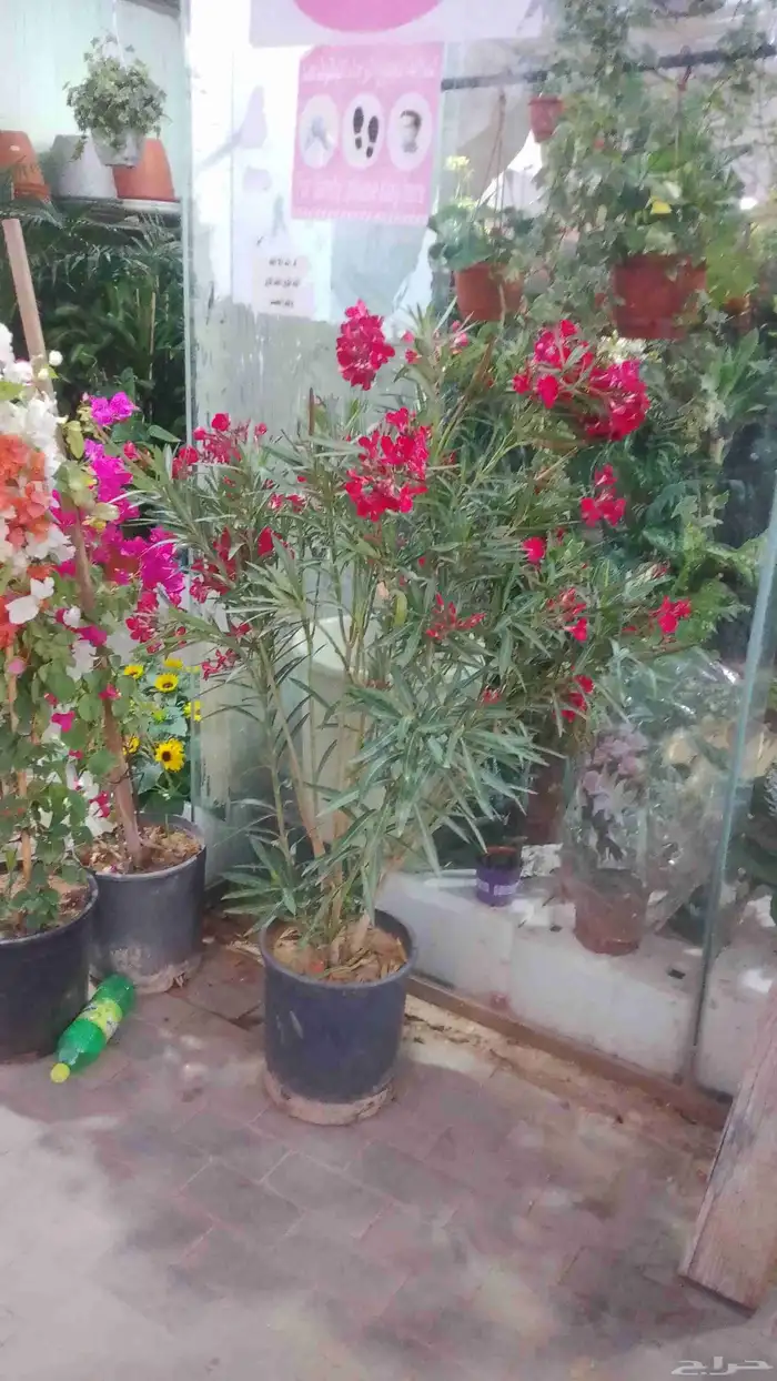 مزارع ومشتل لزراعة الشتلات وقص الشجر وبيع الزهور و الشتلات 4