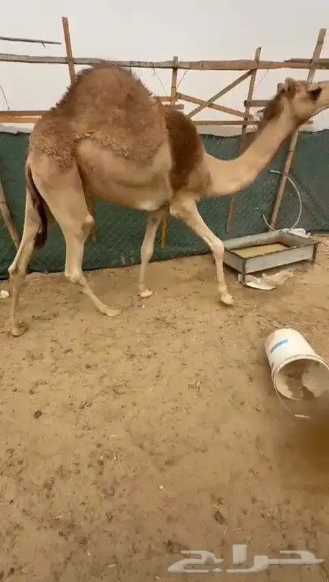 Purebred young camels good lineage and pedigree 1