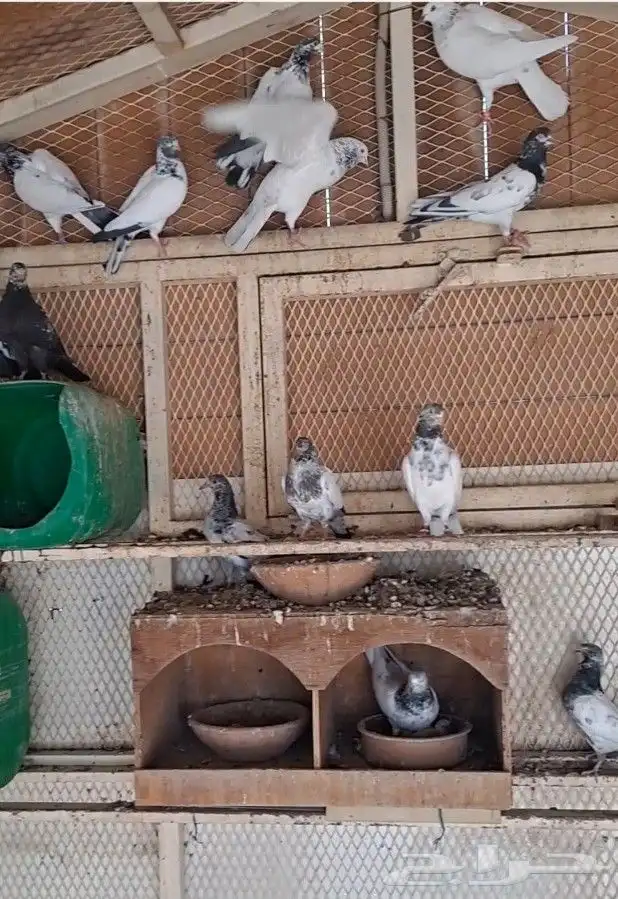 حمام للبيع جملة 2