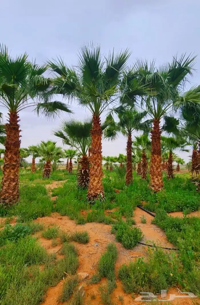 نخل واشنطني زينه نخل مثمر صقعي هلالي اخلاص سكري برحي ونانه 6