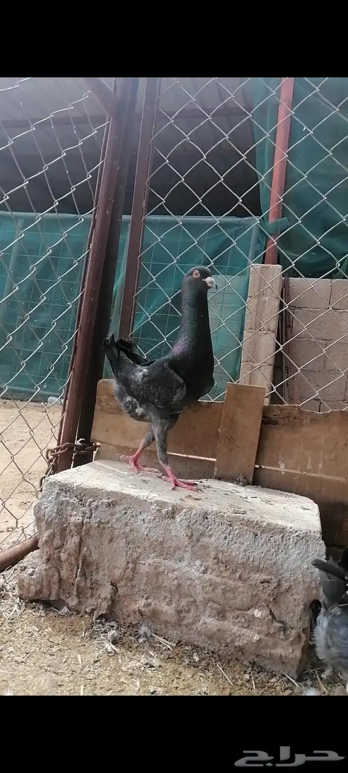 ذكرين مالتيز منتجات 2