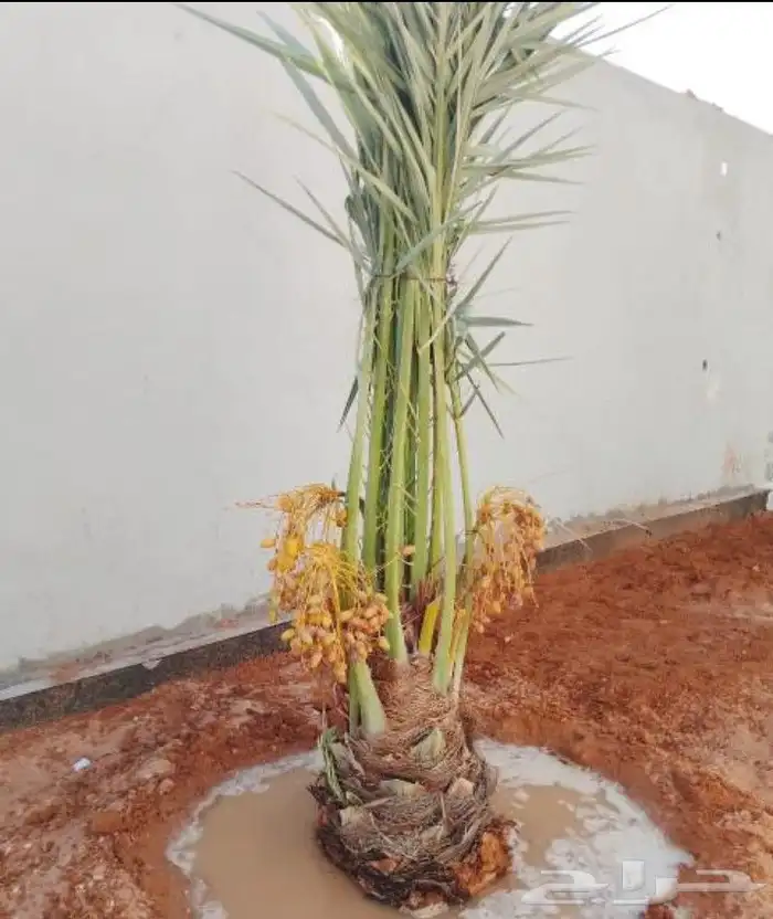 نخل للبيع نخيل مثمر نقايل جثايث خلاص صقعي سكري شيشي منيفي غر 1