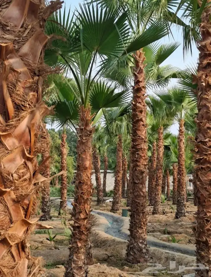 نخل واشنطنيا نخل مثمر اخلاص سكري صقعي هلالي عسيله دخيني غر 2