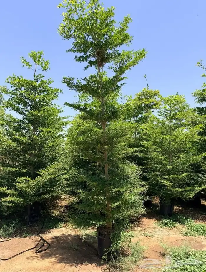 ترمناليا منتالي شجر زيتون معمر 2