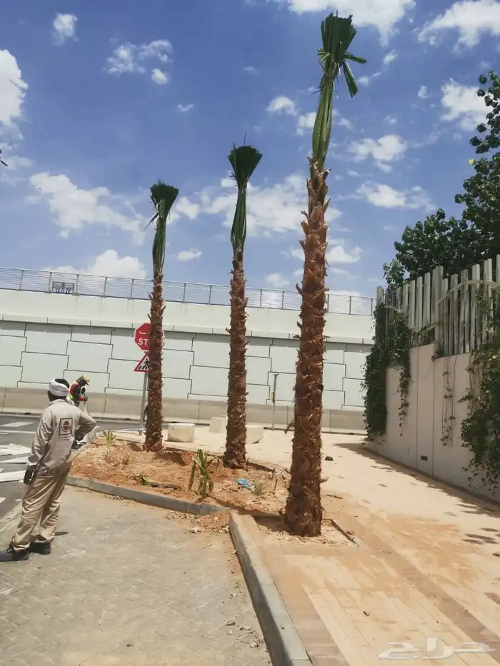 نخل واشنطن زينه 5