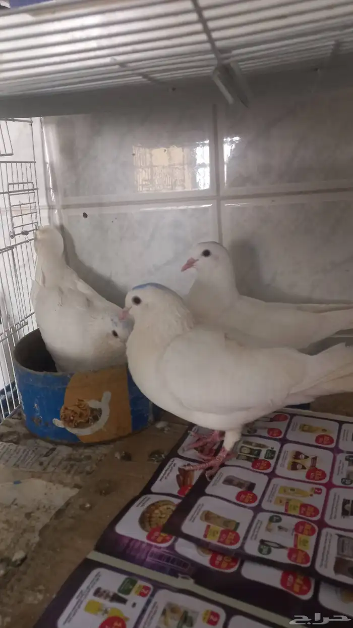 4 أزواج حمام لاحم فرنسي أبيض منتجين 2