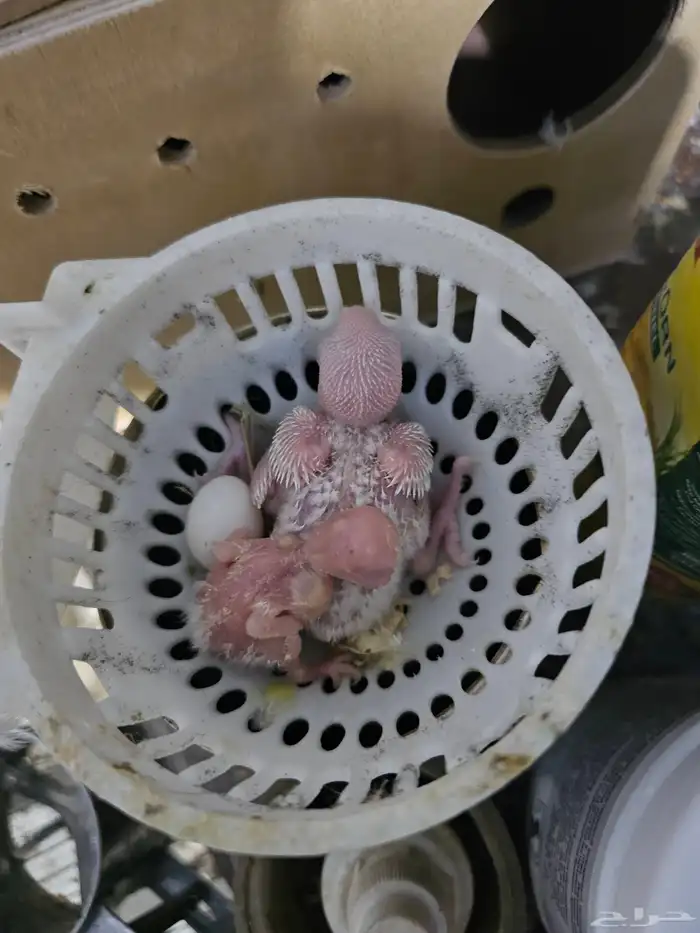 Albino RosyFaced Lovebird Pair 1