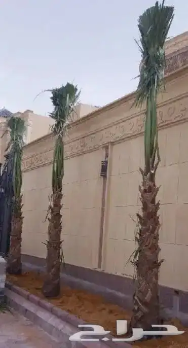Washingtonia palm for sale 6