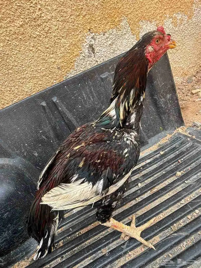 دجاج باكستاني 1