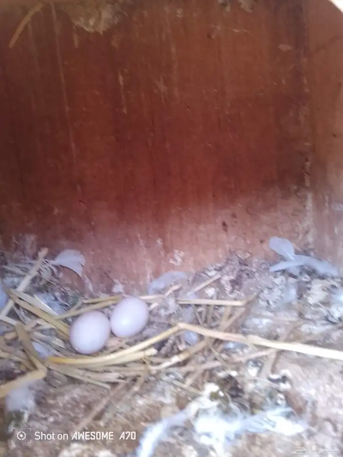 حمام فرنسي وسلفر وزاجل 1