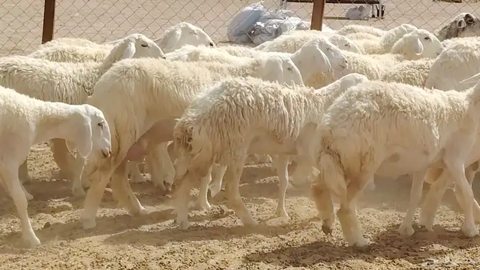 35 Pregnant and Nursing Ewes with a Ram for Sale 11